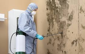 Best Environmental Consulting for Mold Prevention  in Maryville, MO